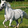 Hessisches_Warmblut 21 (17)